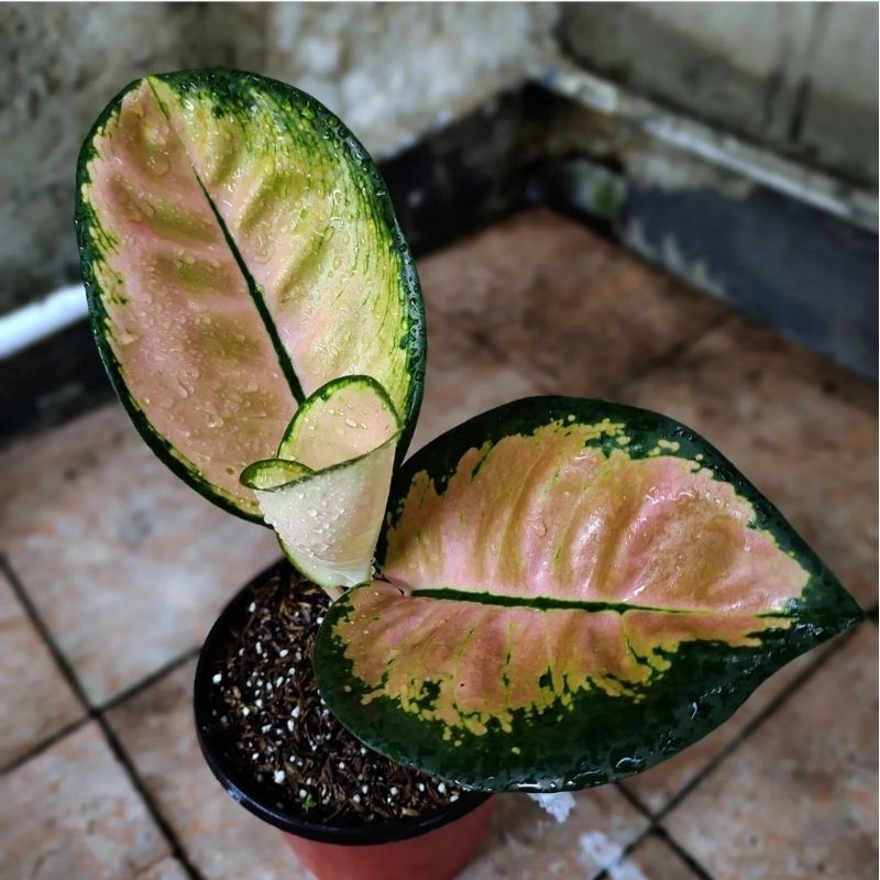 tanaman hias anakan aglonema monalisa 2-3 daun lebar - aglonema aglaonema monalisa perfect