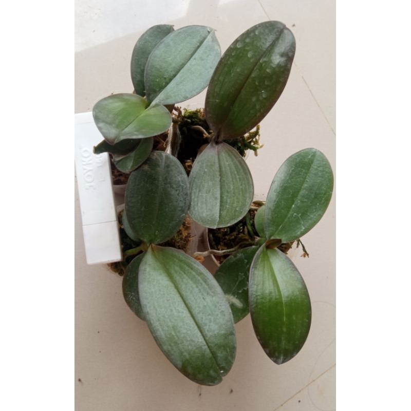 Paket 4 Seedling anggrek bulan hybrid