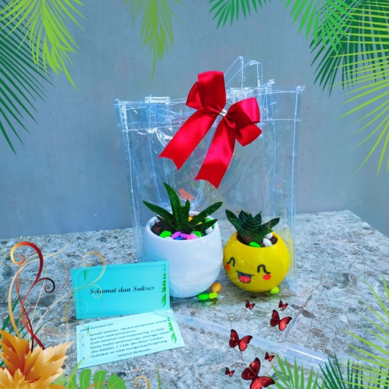 Paket souvenir kaktus, haworthia,pot putih,pot emoticon tas pita lengkap hadiah kado parcel tanaman 