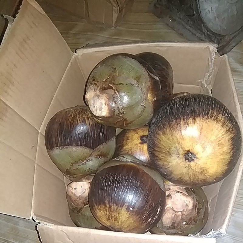 Buah Lontar || Siwalan Segar ( isi 3 )