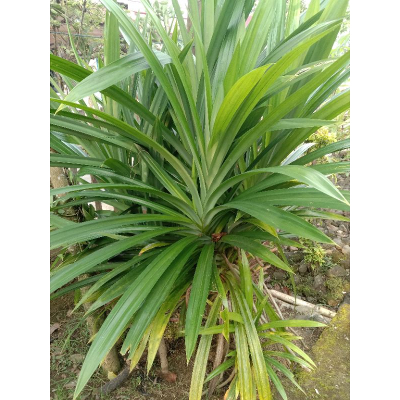 

Daun pandan wangi fresh (10 lmbar)