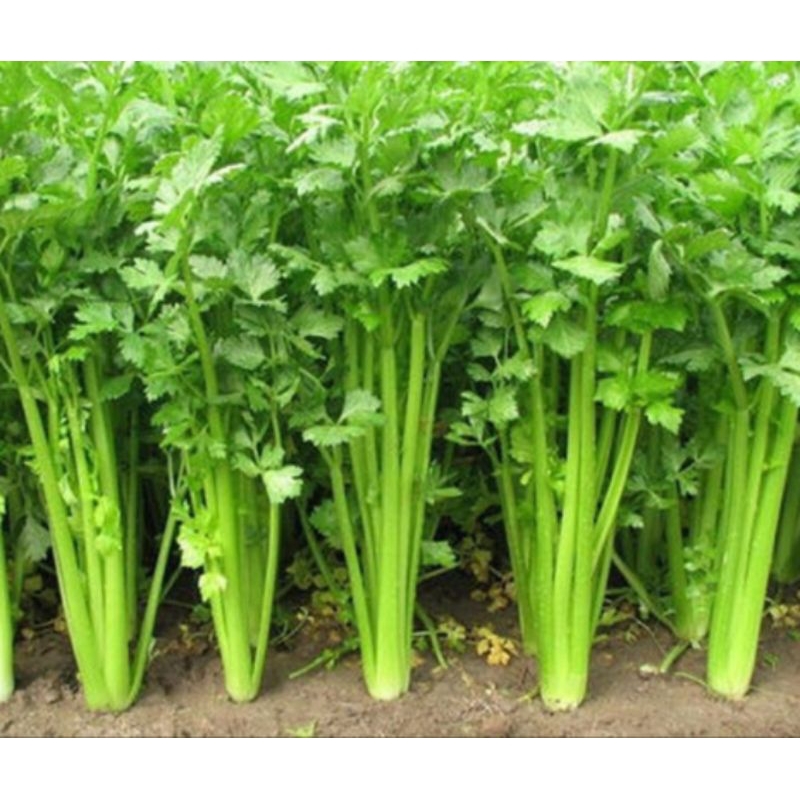 

Daun Seledri