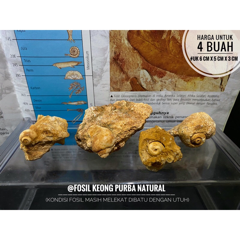 Bongkahan Fosil Keong Purba B87 atau Fossil Gastropoda atau Fosil Kerang atau Fosil Hewan