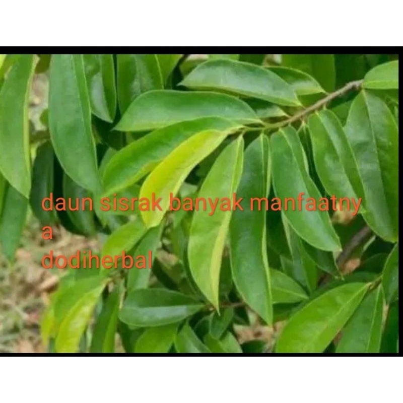 

Daun sirsak segar#herbal Rp6000/25grm