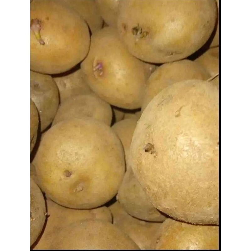 

kentang kerinci ukuran sedang 500 gram