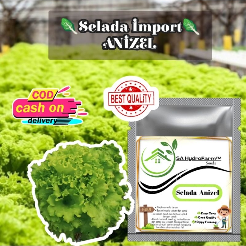 ASA HydroFarm - Benih Bibit Selada Hijau Kriting Import ANIZEL by Bejo Seed Kemasan Repack Ekonomis 