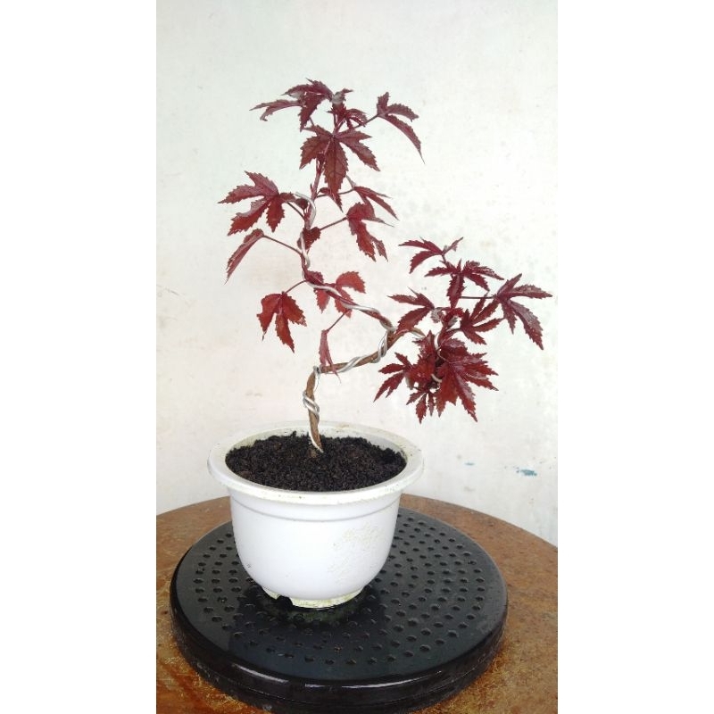 BONSAI MAME RED PANAMA MAPLE