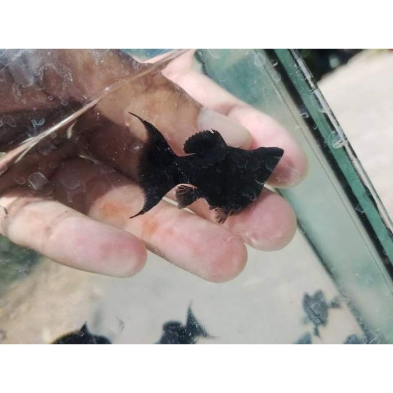 Molly balon black lyretail Pair