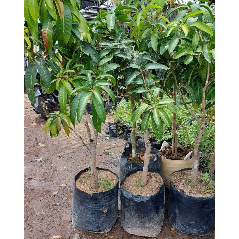 Bibit Mangga Kelapa Orginal Tinggi 1 Meter Batang Besar Cepat Berbuah