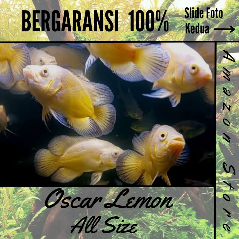Ikan Oscar Lemon