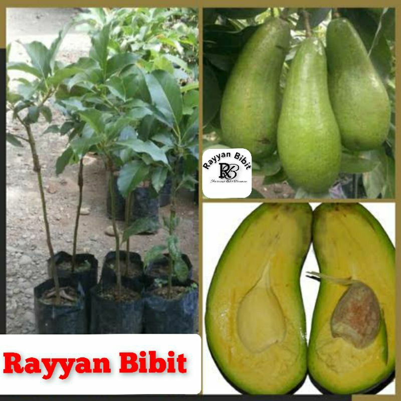 Bibit alpukat aligator alpukat mentega alpukat genjah unggul bibit alpukat okulasi cepat berbuah