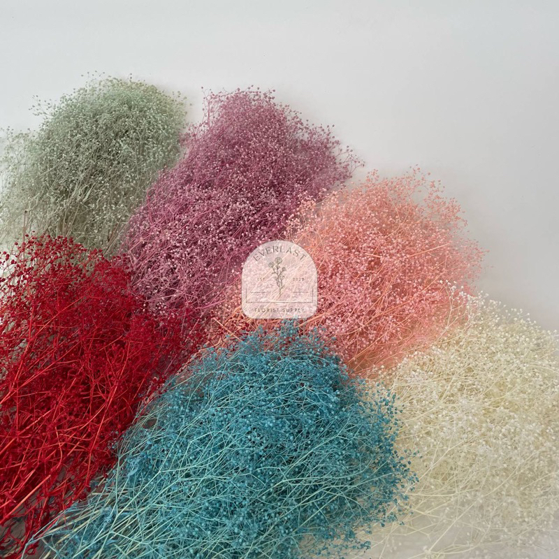 Preserved Million Stars / Dried Millions Stars | High Quality Import