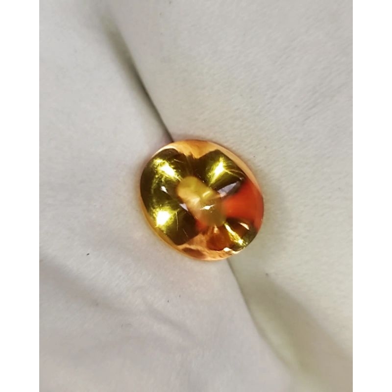 KECUBUNG KUNING ASLI BORNEO KALIMANTAN