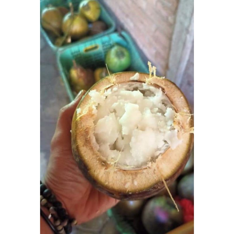 

murah dan segar kelapa kopyor size 51-52 CM