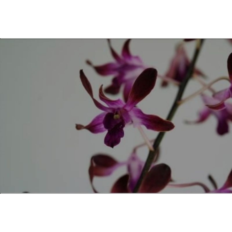 dendrobium kriting Tahira dewasa/spike