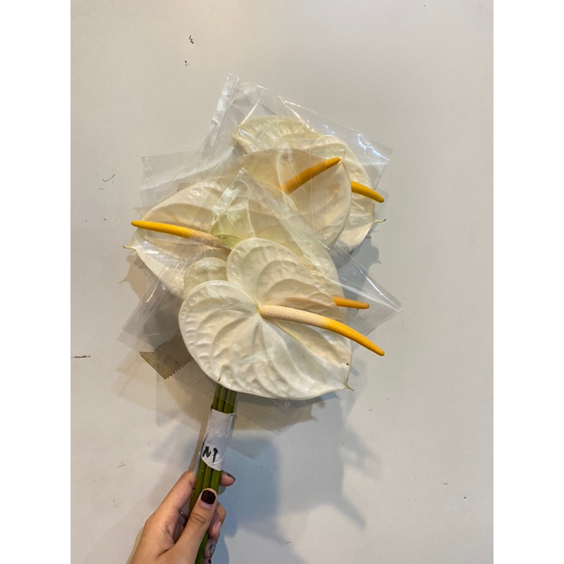 Anthurium - Antorium - Bunga potong isi 5 tangkai