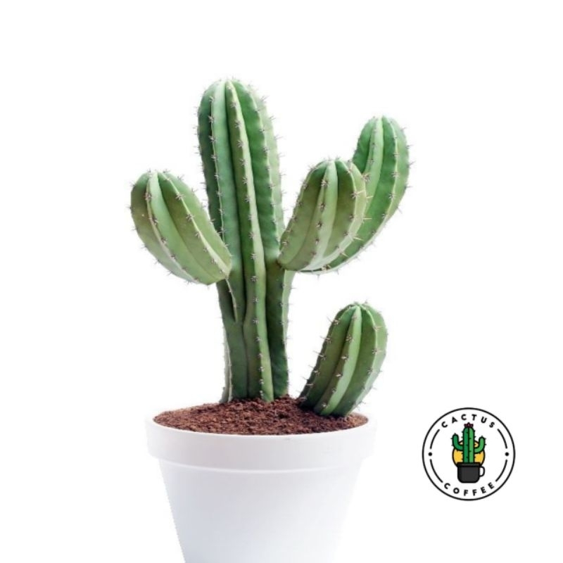 Tanaman Kaktus koboi Bercabang  Tanpa Duri // Tanaman Hidup Kaktus koboi Cabang // Pohon Kaktus kobo