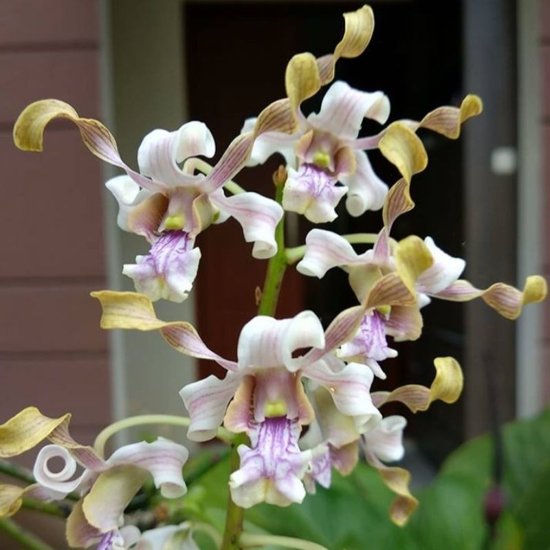 dendrobium Pseudoconanthum / Anggrek besi sulawesi