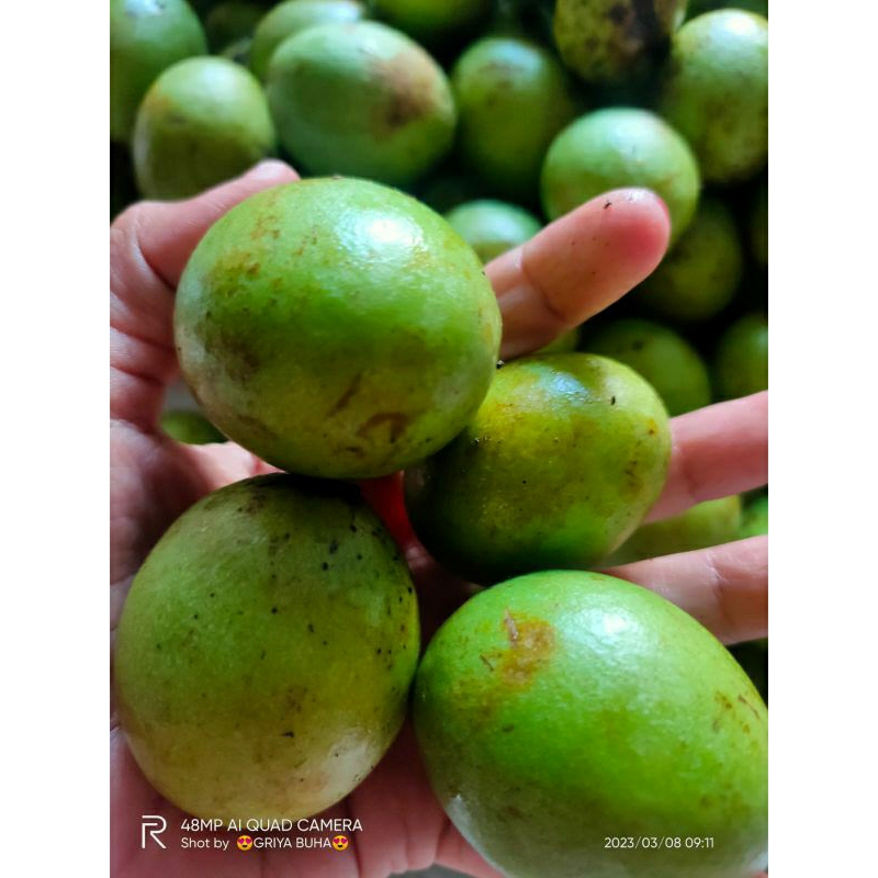 

buah gandaria/jatake