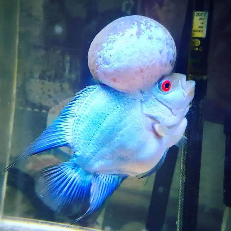 Lampu aquarium blue thaisilk louhan 6-7 cm lohan biru import