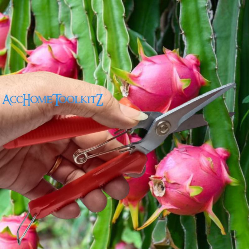 Gunting Serbaguna 8 Inch / Gunting Seng model Korea Lancip Untuk Buah , Daun , Dahan , Ranting , Bonsai , Seng , Kawat , Kertas , Daging , Tulang