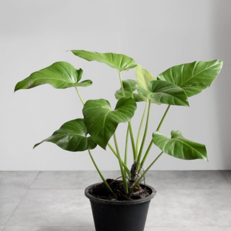 Philodendron Giganteum