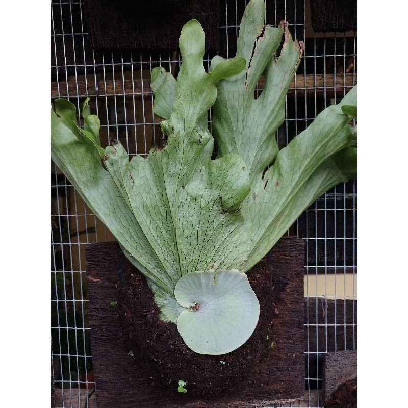 Platycerium Wandae / Papua