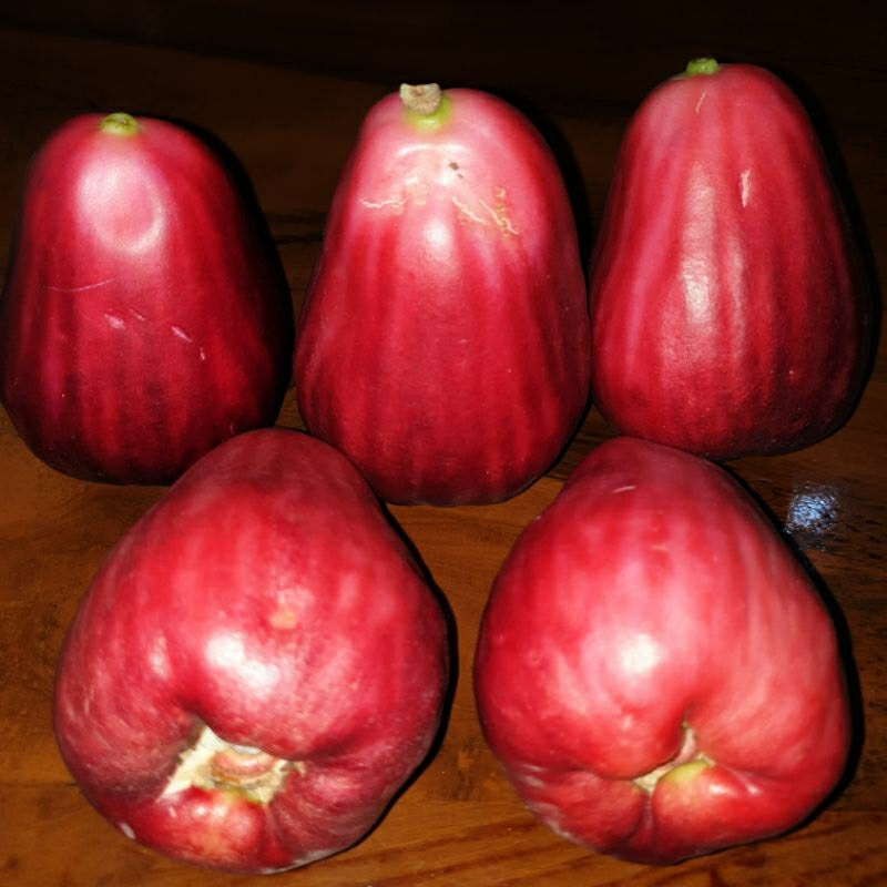 

Jambu Bol 1kg