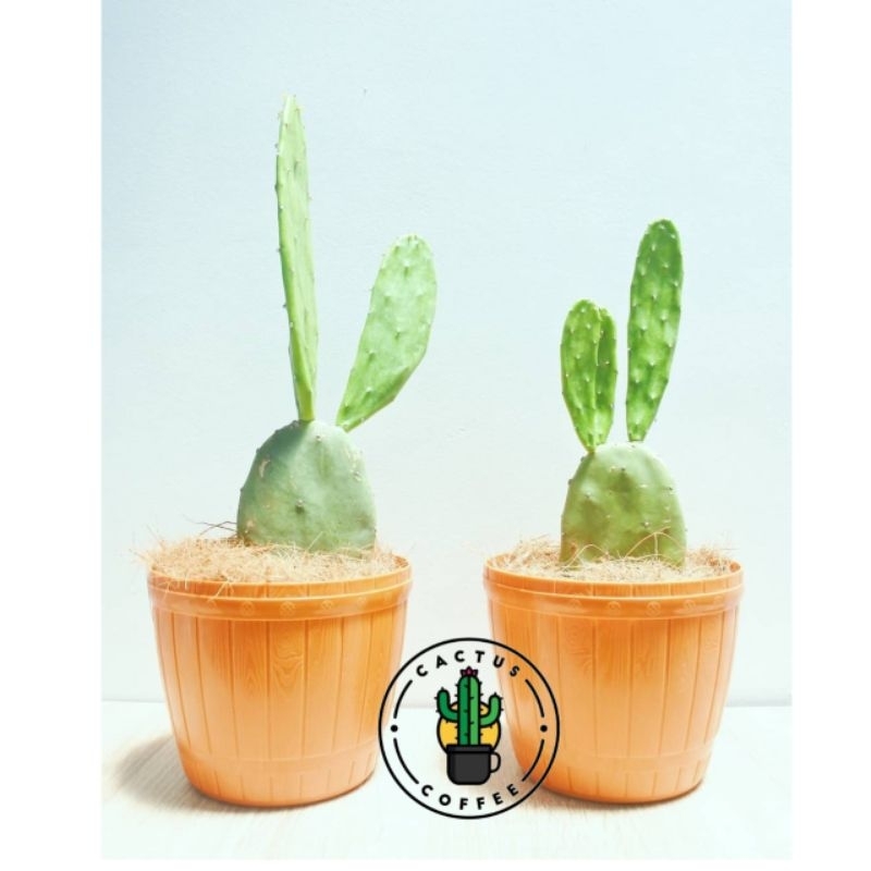 Tanaman Kaktus Centong / Pohon Kaktus Centong / Tanaman Hias Hidup Kaktus centong