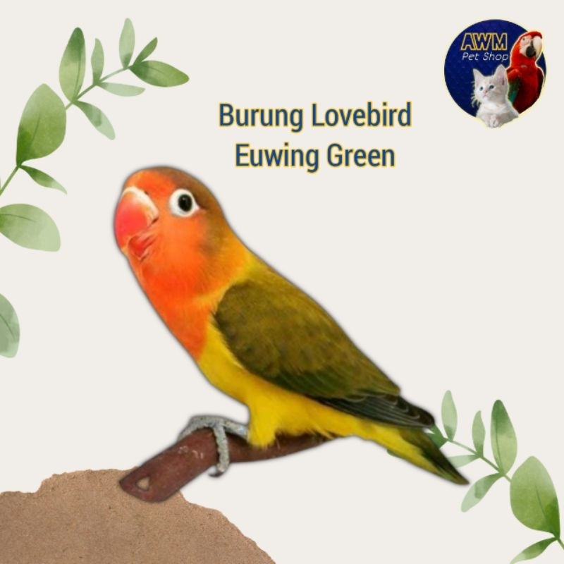 BURUNG LOVEBIRD EUWING GREEN | BURUNG LOVEBIRD EWING