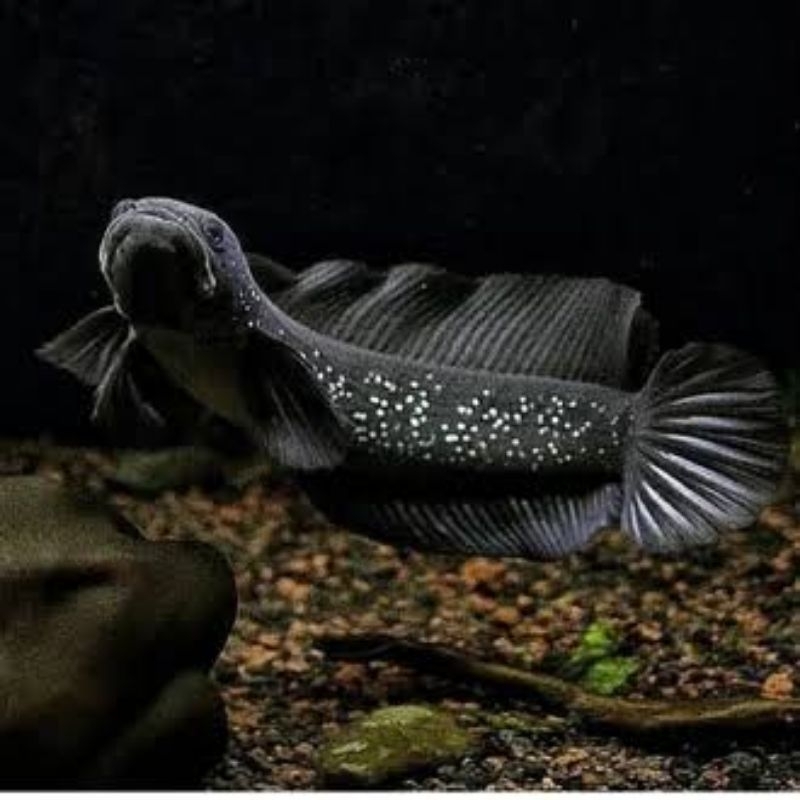 asiatika ws pure 17-19cm