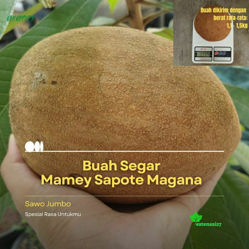 

Buah Segar Mamey Sapote Magana 1,1 - 1,5kg | Wajib Pakai JNT/ JNE