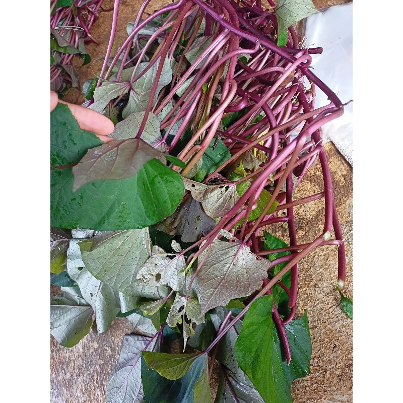 BIBIT TANAMAN UMBI UNGU / UBI JALAR ( JENIS BIBIT UBI UNGU,ORANGE ,PUTIH,KUNING)