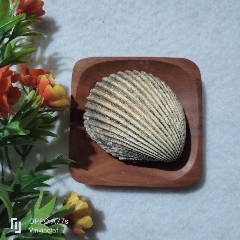 12 pcs Kerang Dara Besar - Kerang Dara - Kerang Untuk Craft