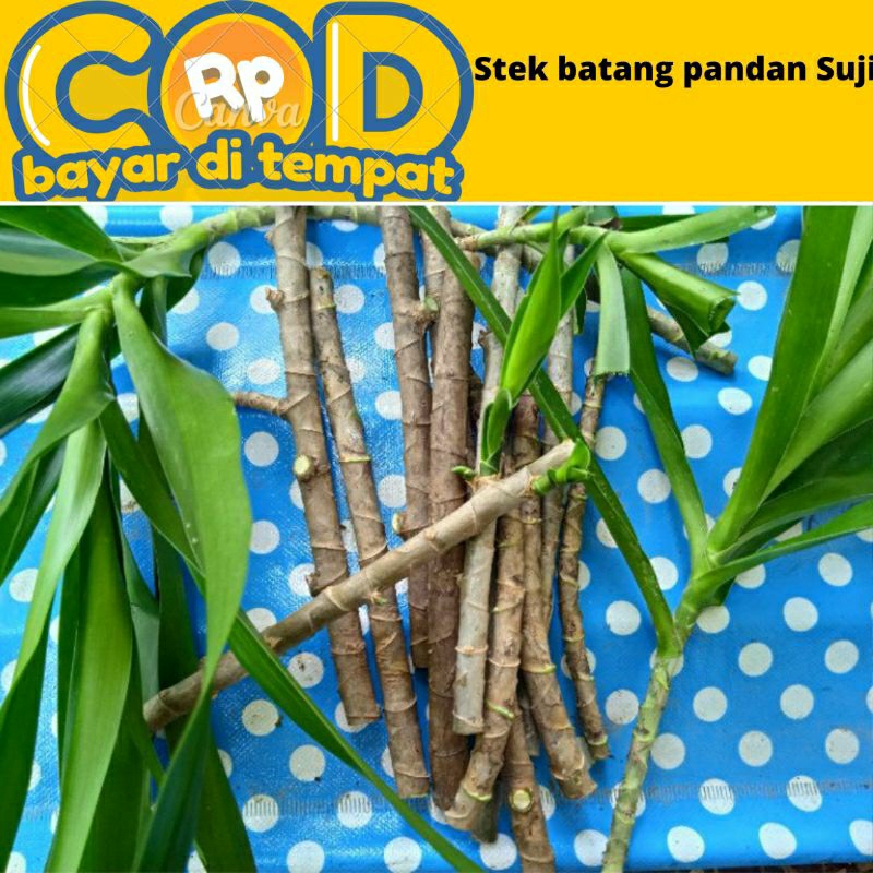 

Stek batang pandan suji