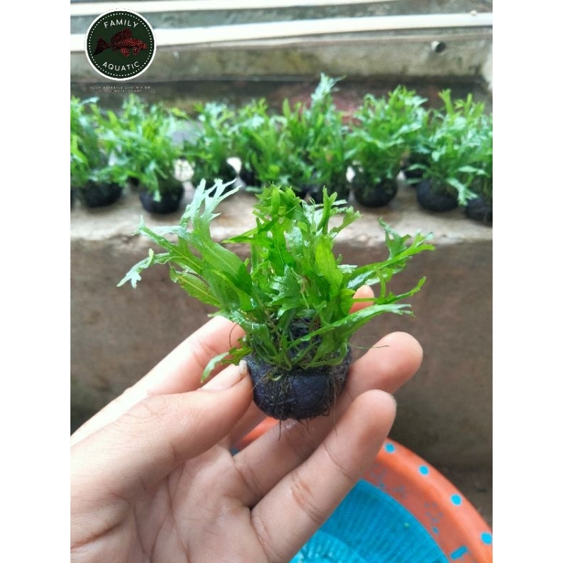 Kadaka windlove media webikusa - tanaman aquascape - kadaka aquascape - hiasan aquarium