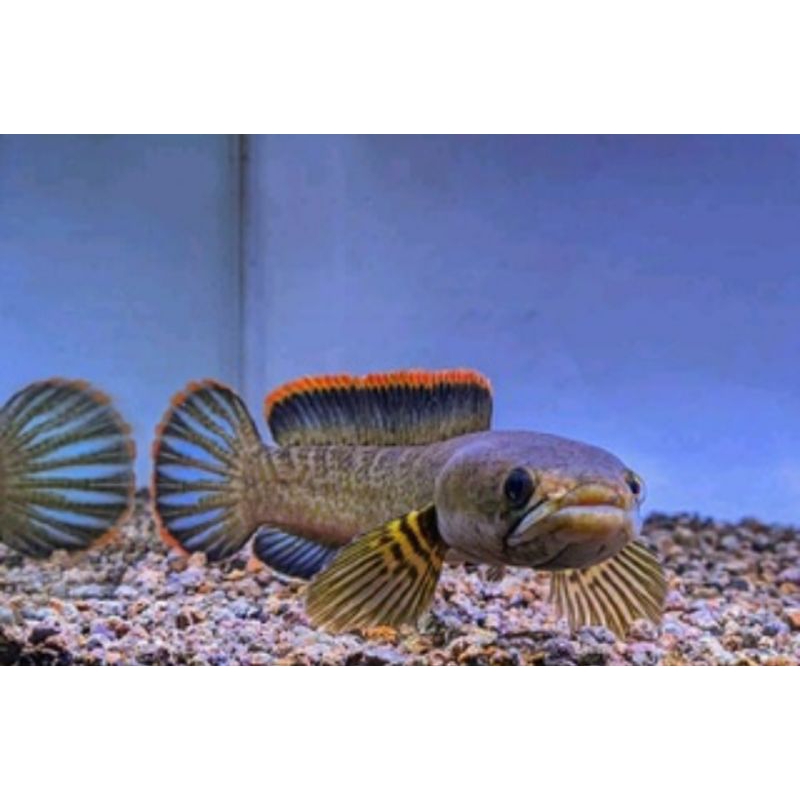 ikan channa limbata 10-11 cm rim tebal