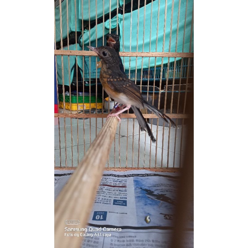 MURAI BATU ANAKAN SEPASANG INDUKAN KLEWER