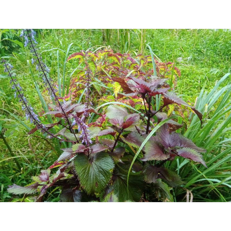 Bibit Bunga hias miana