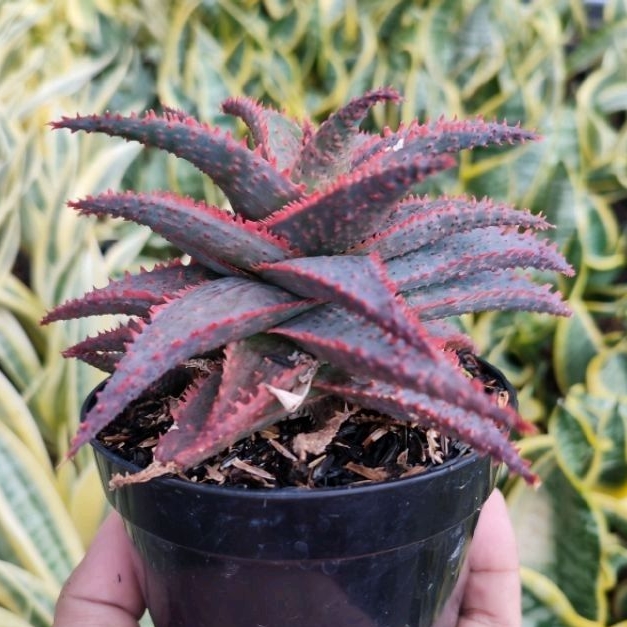 Aloe Carol | DP 10cm