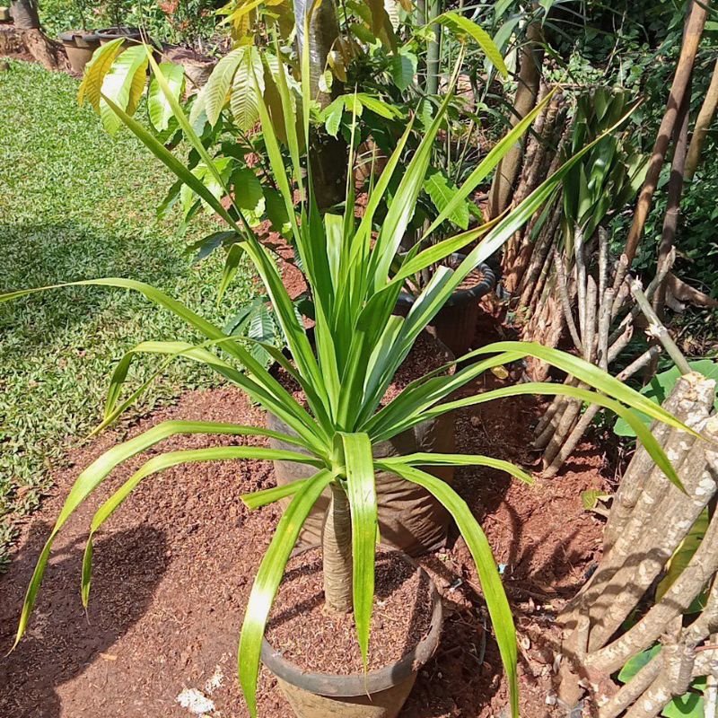 tanaman hias pandan bali 1 meter