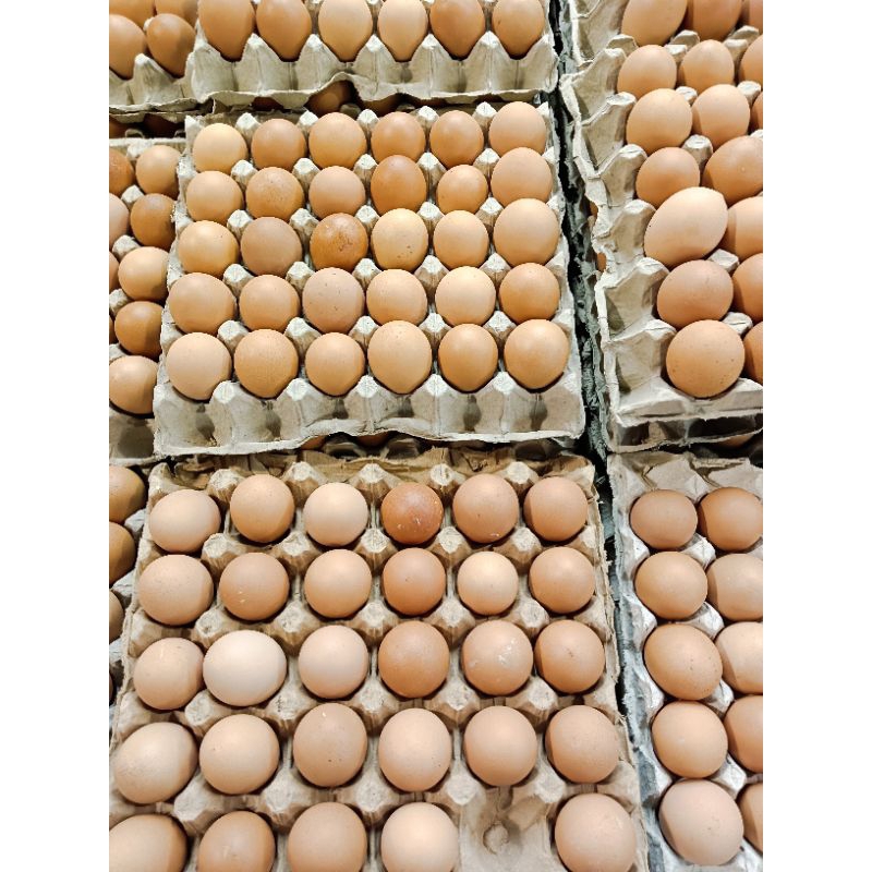 

GRA Telur Ayam Negeri 1 Kg Kulit Coklat Tebal