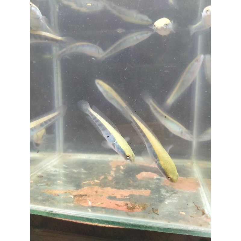 Chana Maru YS (Yellow Sentarum) 7-8cm