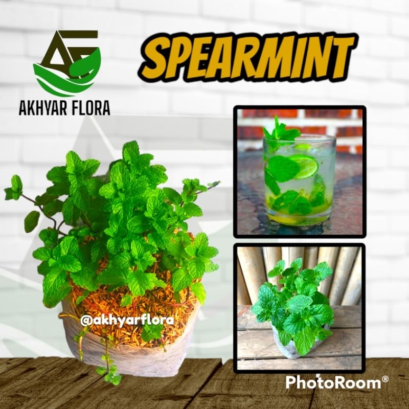 Mint Spearmint Jenis Yang Sering Digunakan Untuk Minuman & Infus Water Bibit Pohon Mint Bibit Mint D