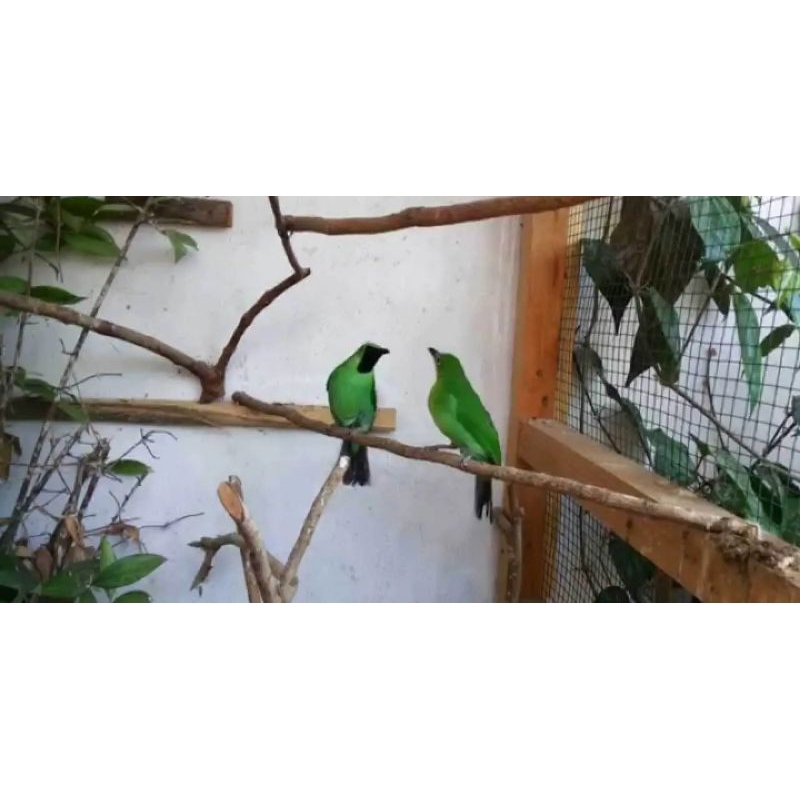 cucak ijo sepasang rawatan bunyi