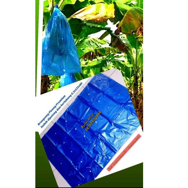 BRONGSONG PISANG CAVENDISH PREMIUM 19LEMBAR