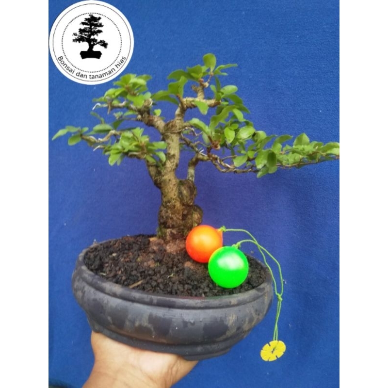 bonsai rukem pupus merah