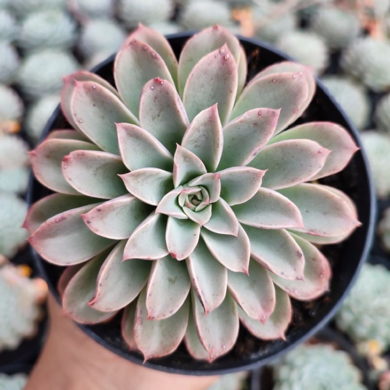 Echeveria Fantastic Fountain | DP 10cm