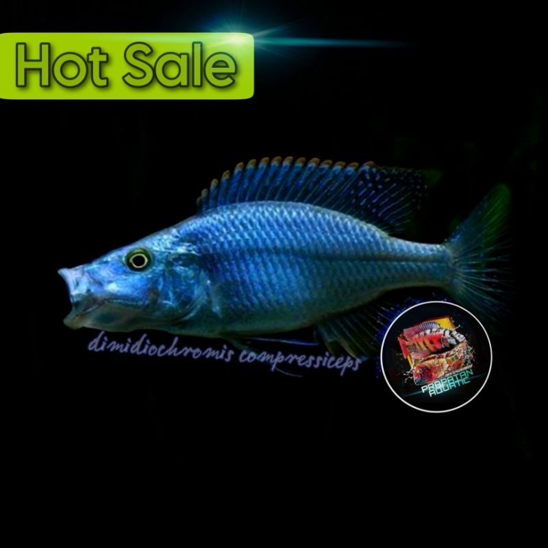 Cichlid Jendral/Dimidiochromis Compresiceps