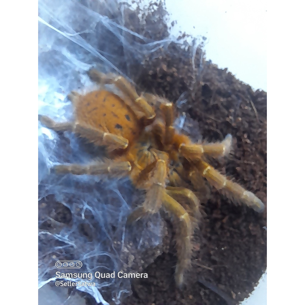 tarantula obt berjalan